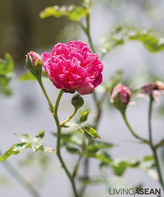 Damask roses thrive in a chemical-free environment. Besides their ethereal beauty, rose petals also have other practical uses. Among other things, Damask rose petals make for sweet-smelling tea when dried. 