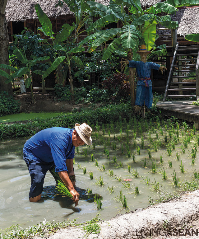 The Thai Way of Life Zone isn’t about just farming demonstrations. It offers hands-on experience in every step of rice cultivation. Guests can try their hand at doing it, from sowing seeds and replanting to harvesting and milling.