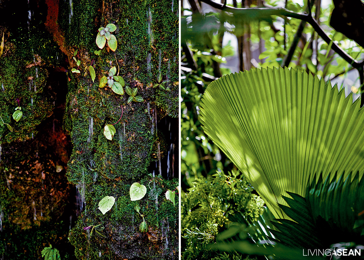 names of the tropical rainforest plants