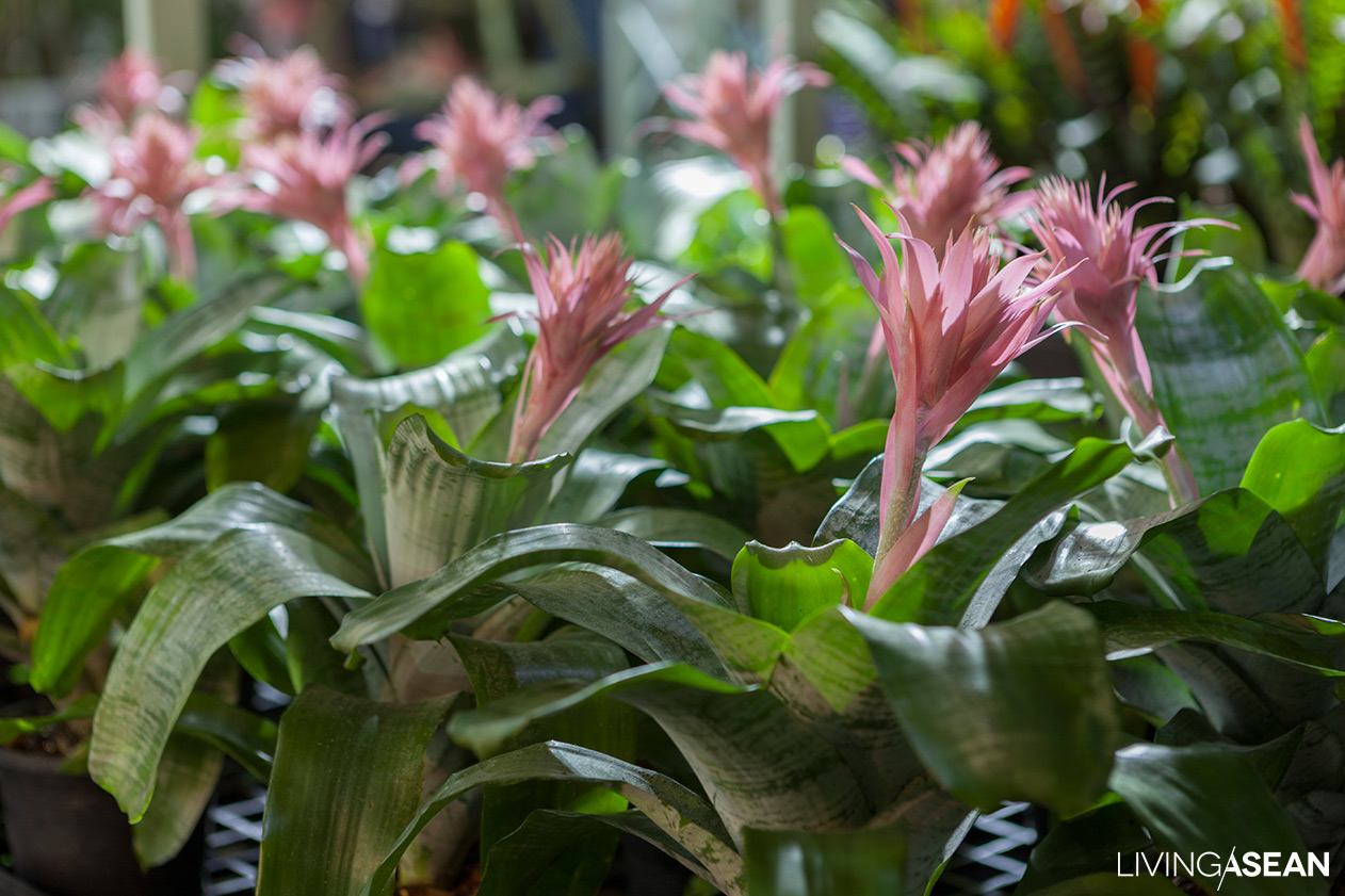 beautiful rainforest plants