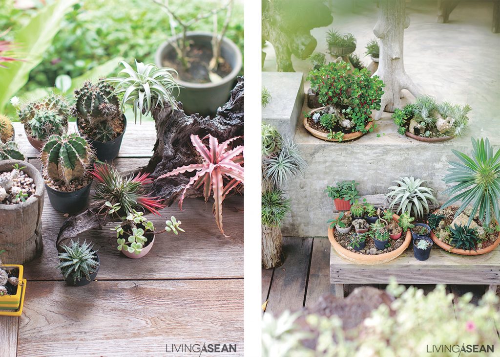 The front porch offers plenty of space for potted houseplants, including miniature succulents and bonsai trees. 