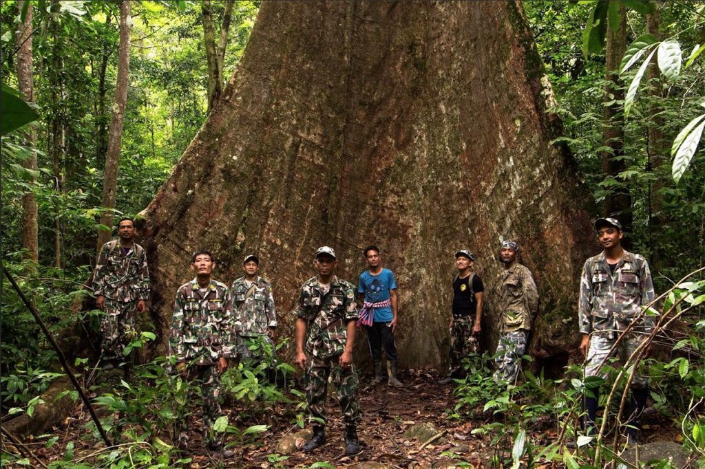 10 Remarkable and Beautiful Big Trees in Thailand / Living ASEAN