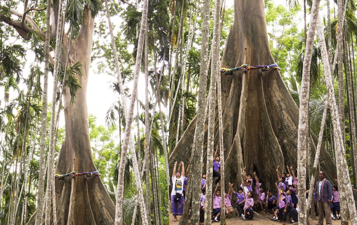 10 Remarkable and Beautiful Big Trees in Thailand
