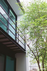 An Indian cork tree (Millingtonia hortensis), the courtyard’s main attraction, develops a healthy crown near the studio and the bedroom on the upper floor.