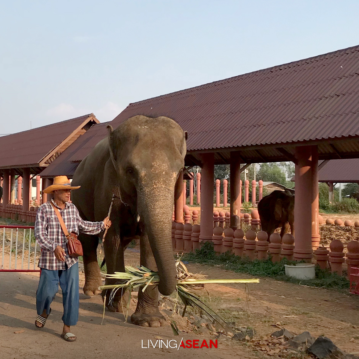 The Elephant World of Surin